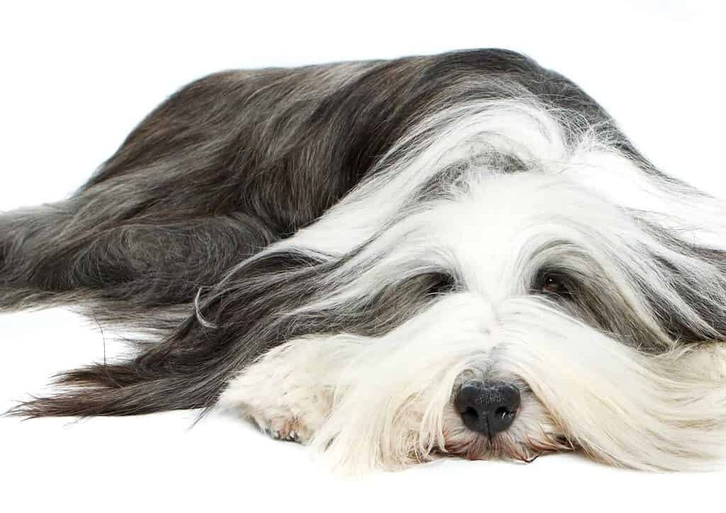 Atypical Addison Disease in Dogs