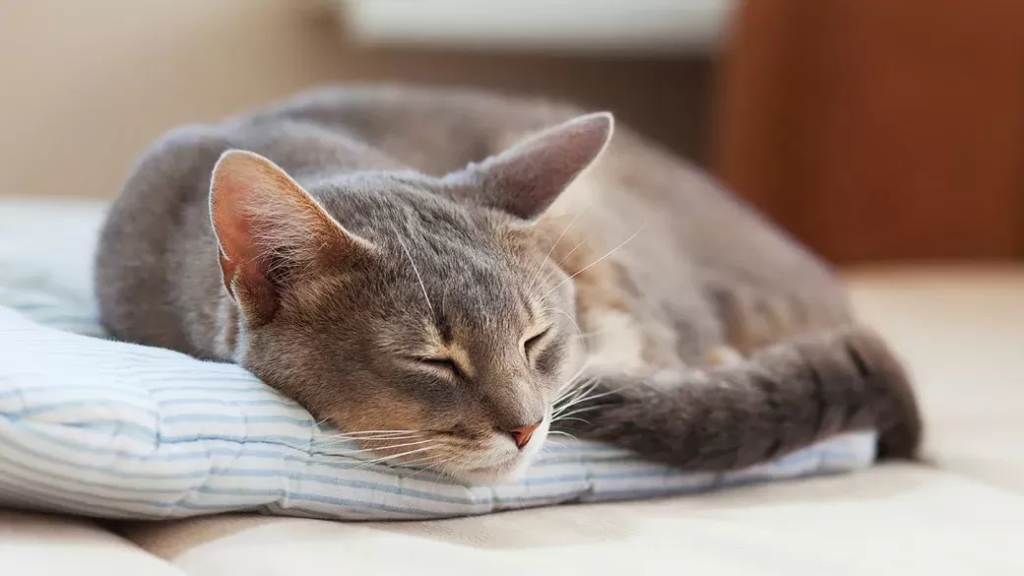 kidney disease in cats when to euthanize