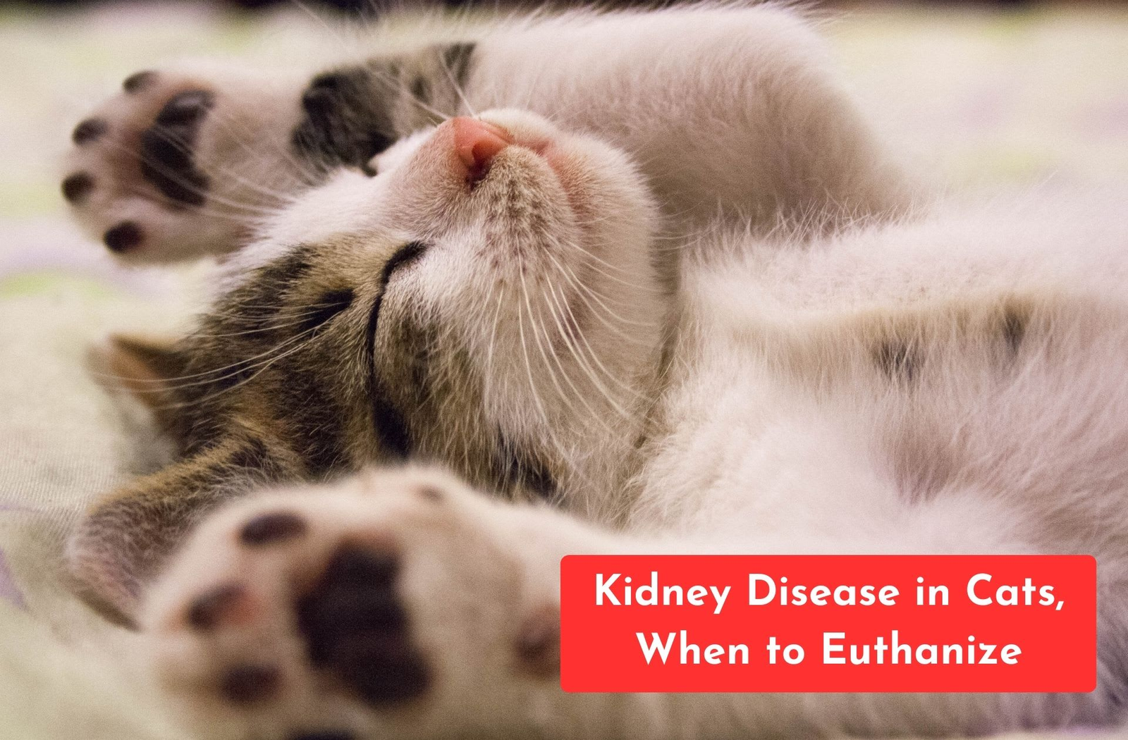 kidney disease in cats when to euthanize