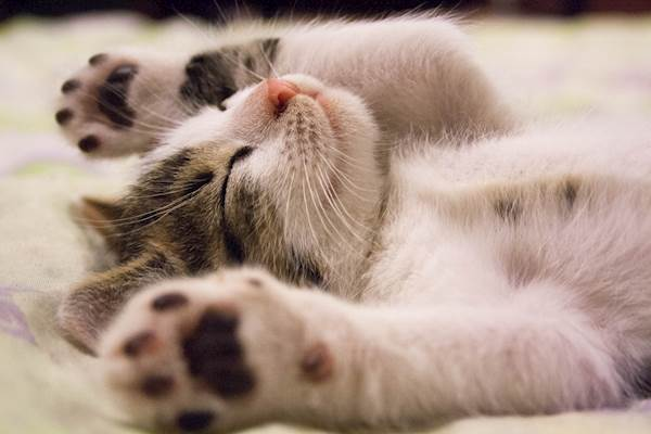 kidney disease in cats when to euthanize