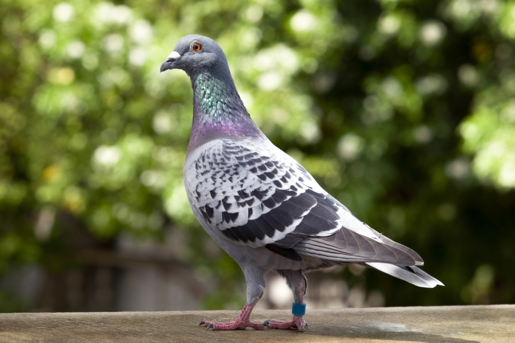 How to Care for a Pigeon