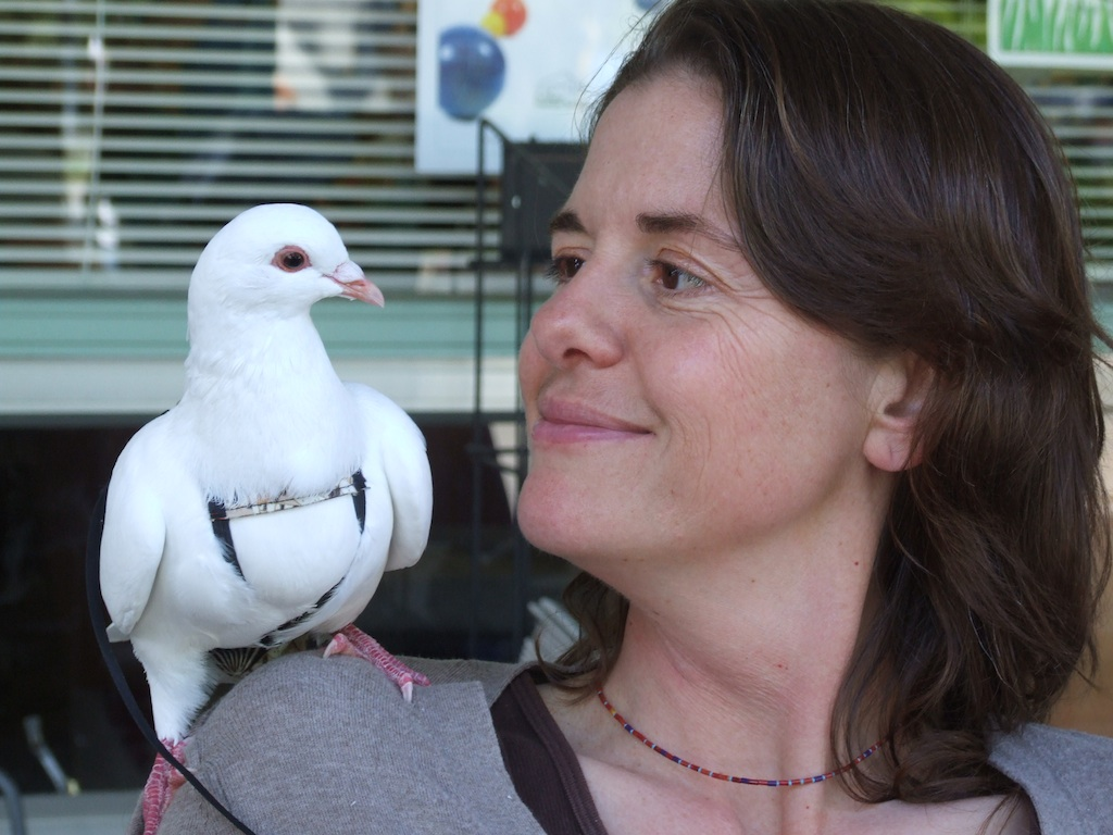 How to Care for a Pigeon