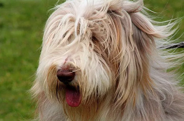 Atypical Addison Disease in Dogs