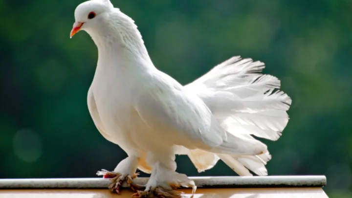 How long do pigeons live in 2024