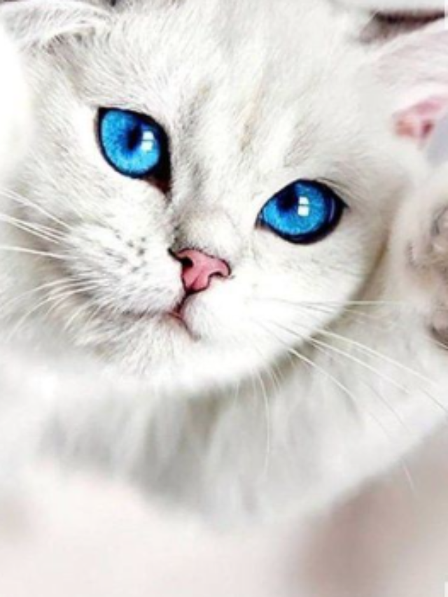 Top 10 beautiful cats