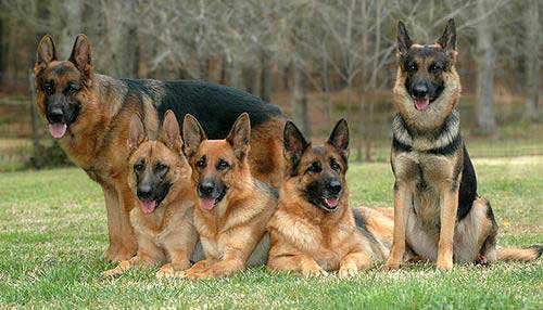 best food for German shepherd