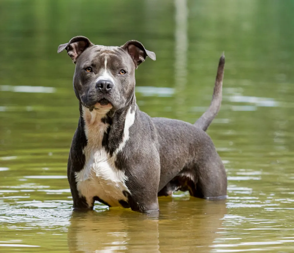 Most 5 banned dog breeds USA