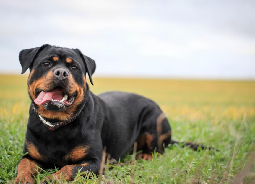 Most 5 banned dog breeds USA