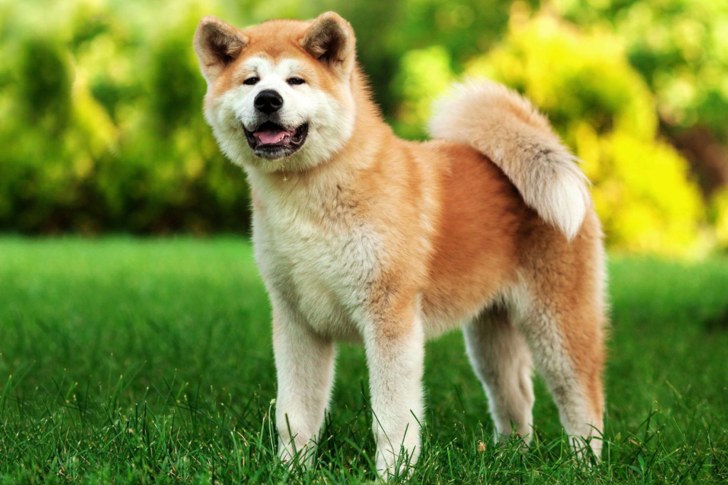 Most 5 banned dog breeds USA