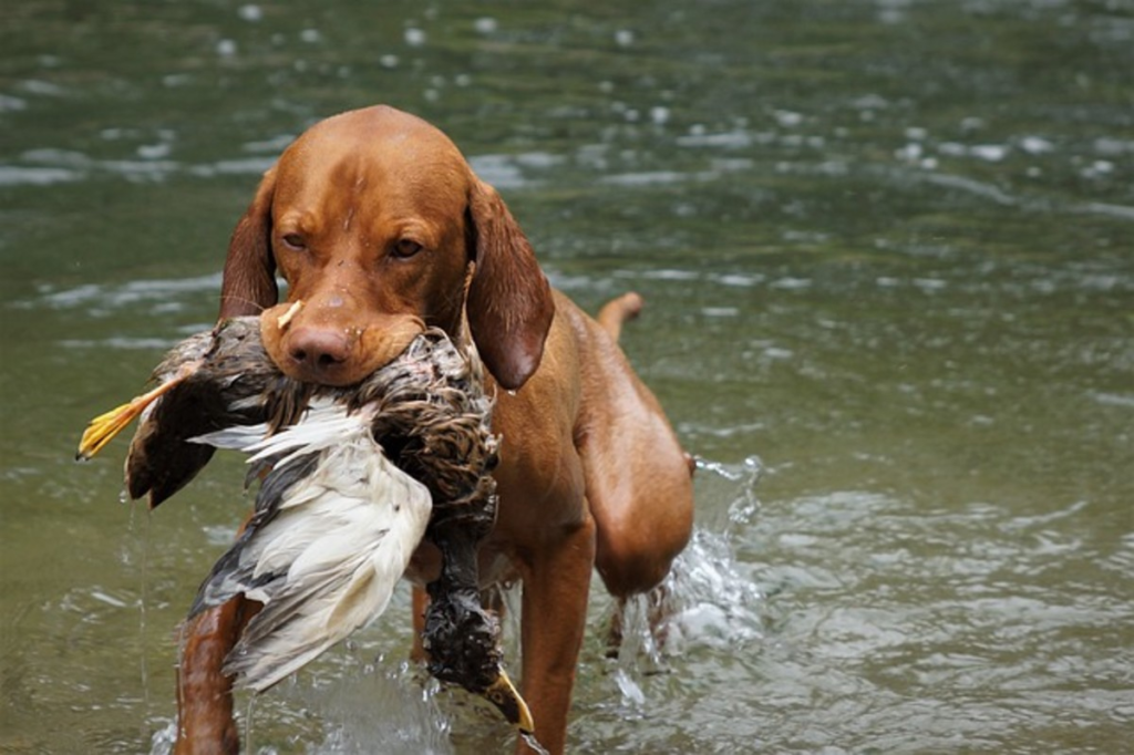 The best 50 hunting dog names