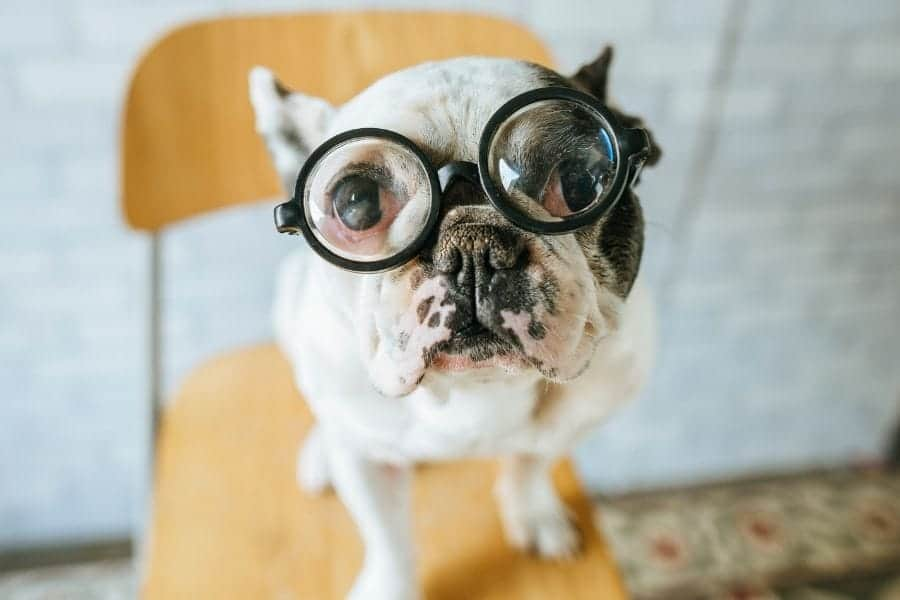 Best 150 old man names for dogs