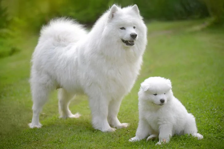 Top 10 big white dog breeds
