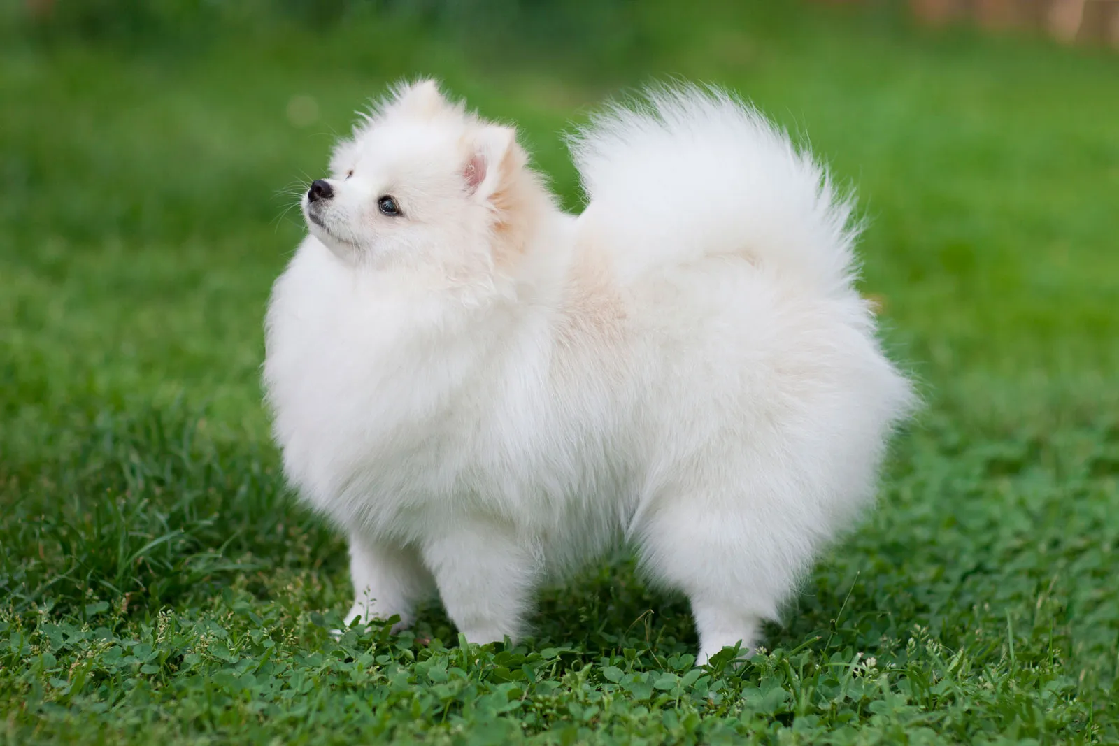 Top 10 big white dog breeds