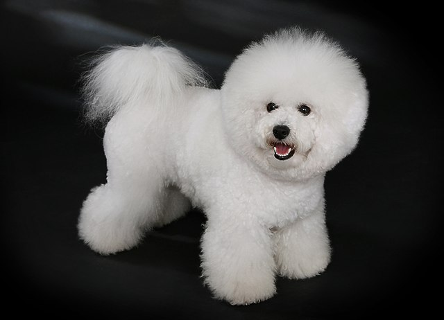 Top 10 big white dog breeds