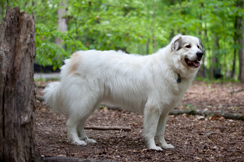 Top 10 big white dog breeds