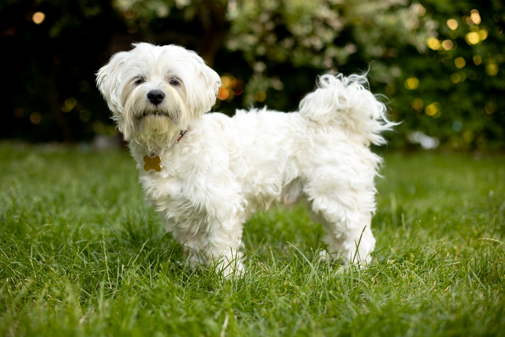 Top 10 big white dog breeds