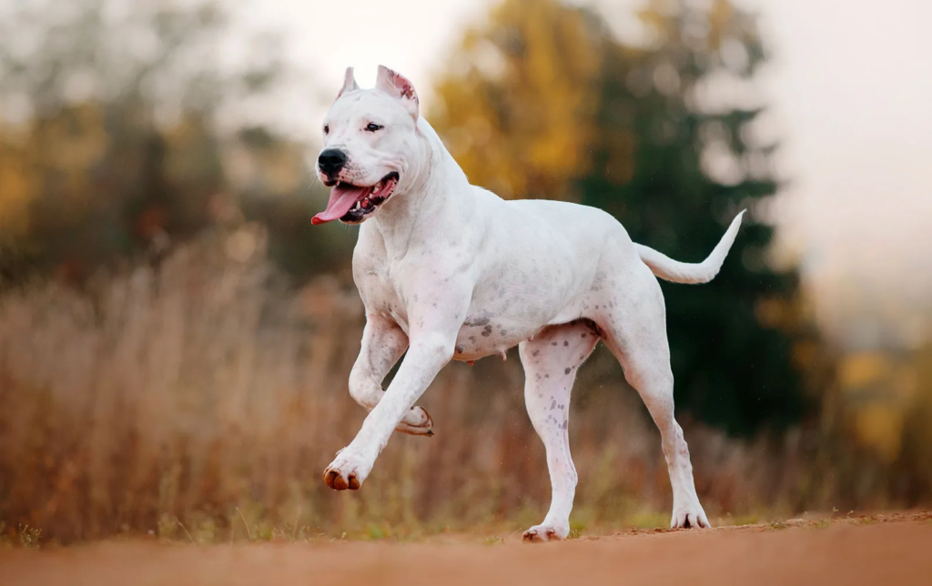 Top 10 big white dog breeds