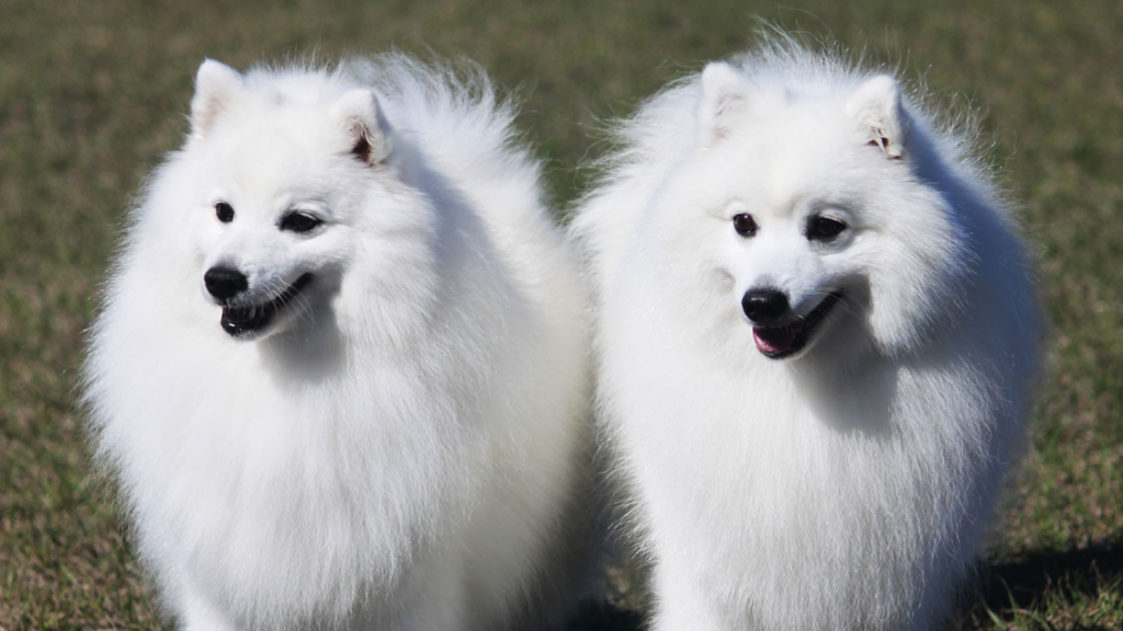 Top 10 big white dog breeds