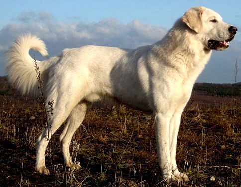 Top 10 big white dog breeds