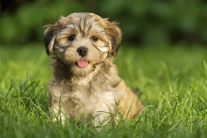 Top 10 big white dog breeds