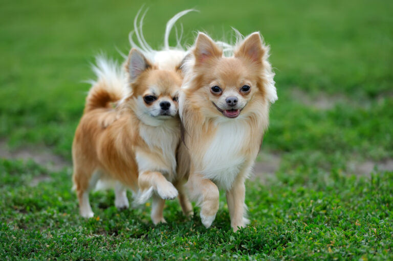 Top 10 big white dog breeds
