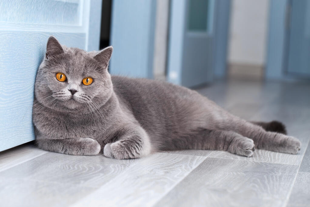 Best 5 House Cat Breeds