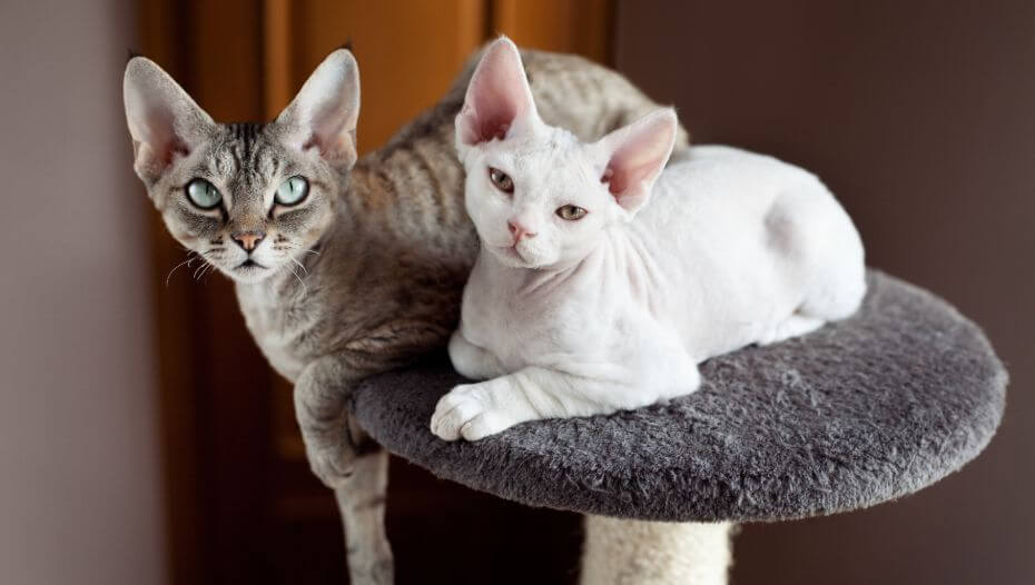 Best 5 House Cat Breeds