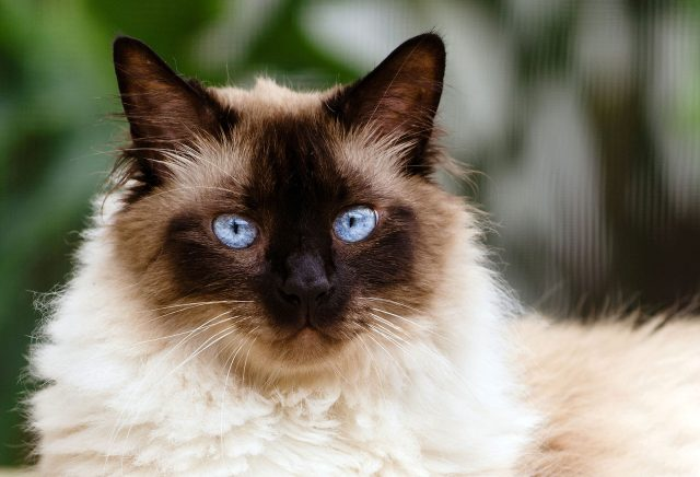 Best 5 House Cat Breeds