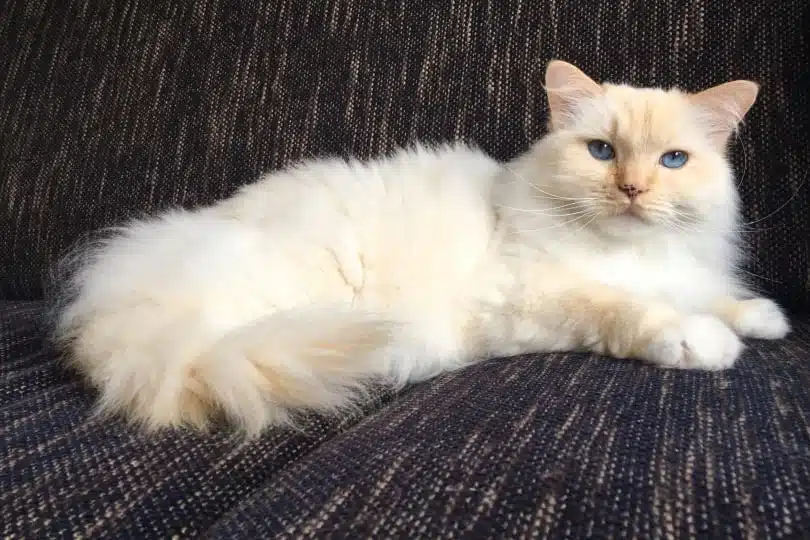 Ragdoll cat health issues