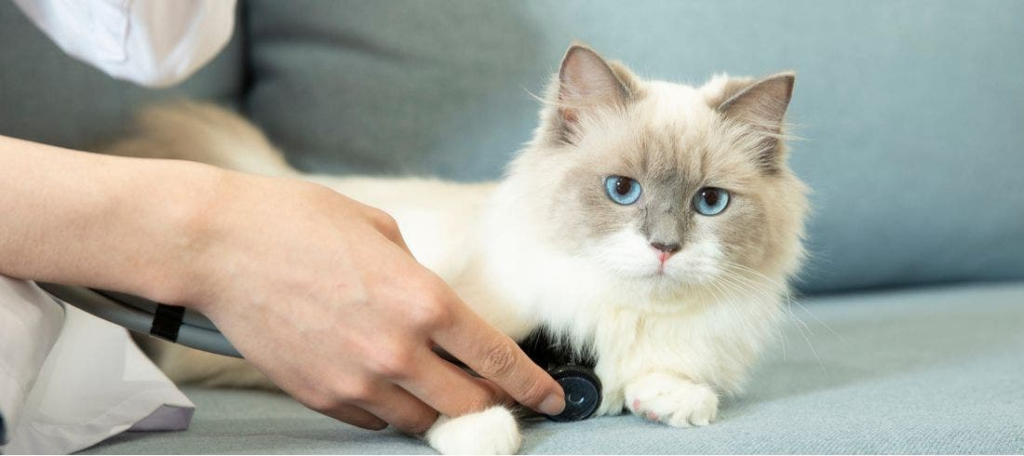 Ragdoll cat health issues