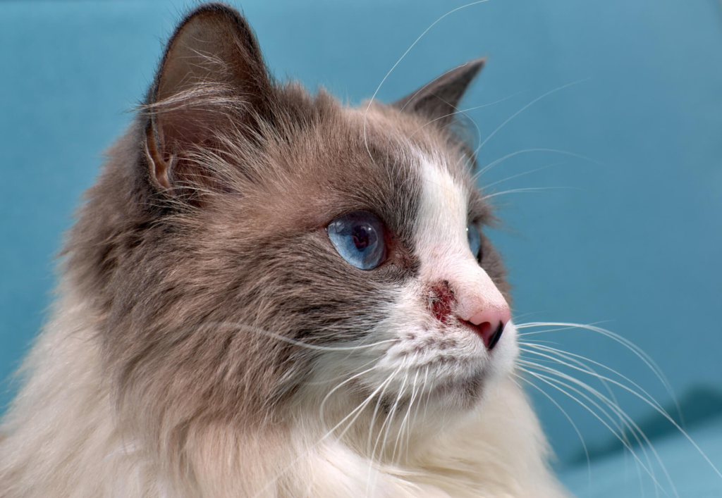 Ragdoll cat health issues