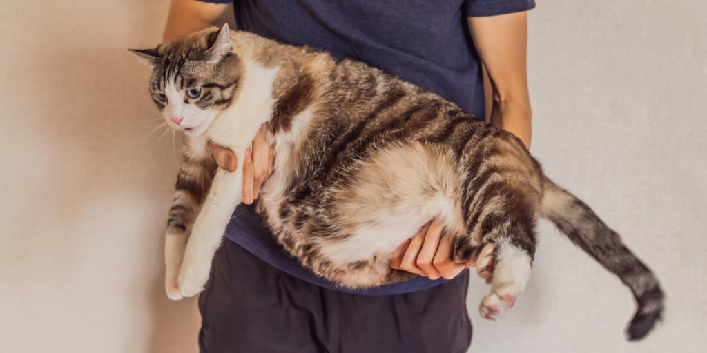 Ragdoll cat health issues