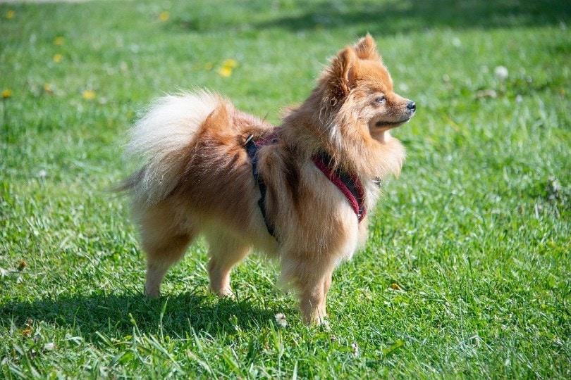 10 Best Pomeranian Haircuts to Try Today