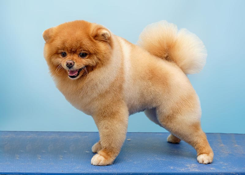 10 Best Pomeranian Haircuts to Try Today