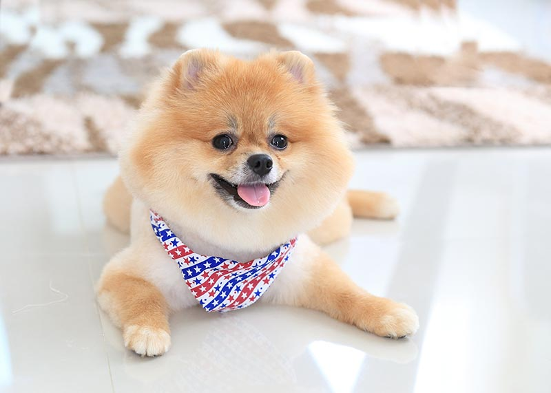 10 Best Pomeranian Haircuts to Try Today