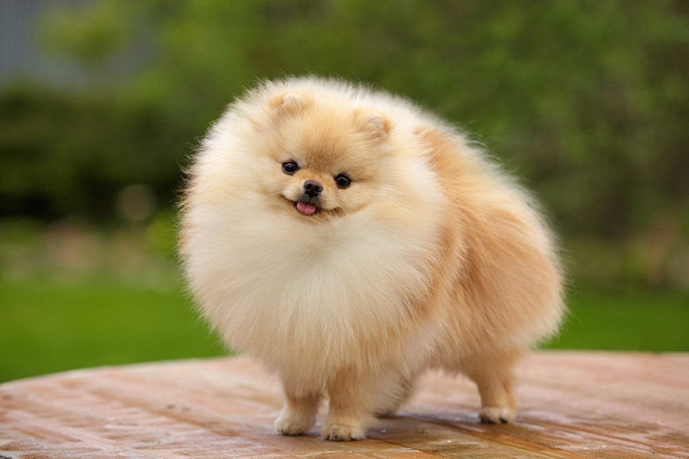 10 Best Pomeranian Haircuts to Try Today