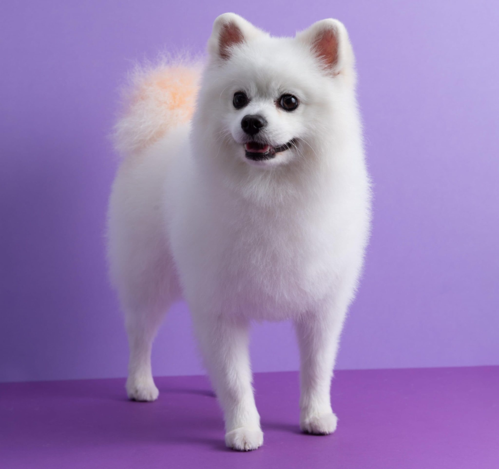 10 Best Pomeranian Haircuts to Try Today