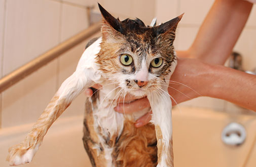 What to Expect When Taking Your Cat to a Cat Groomer