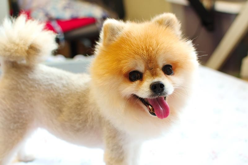 10 Best Pomeranian Haircuts to Try Today