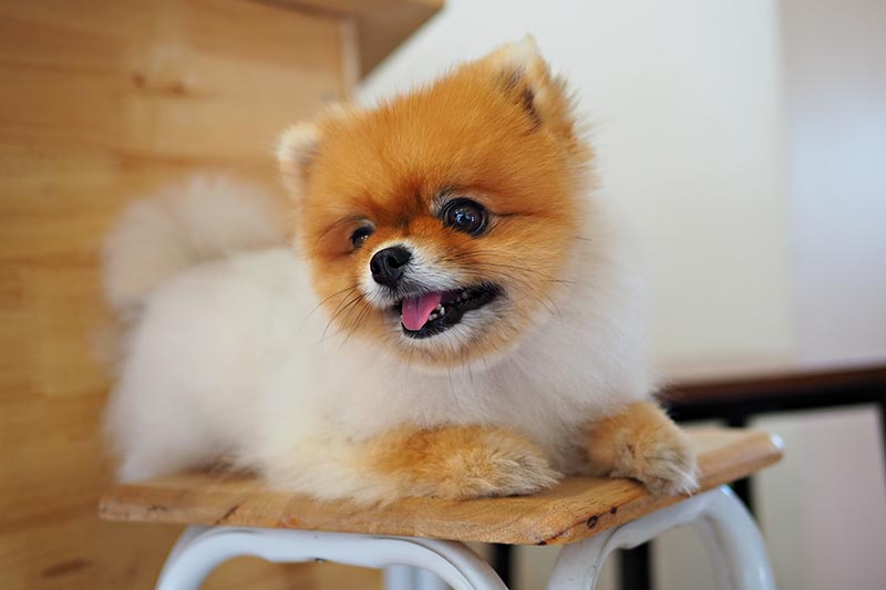 10 Best Pomeranian Haircuts to Try Today