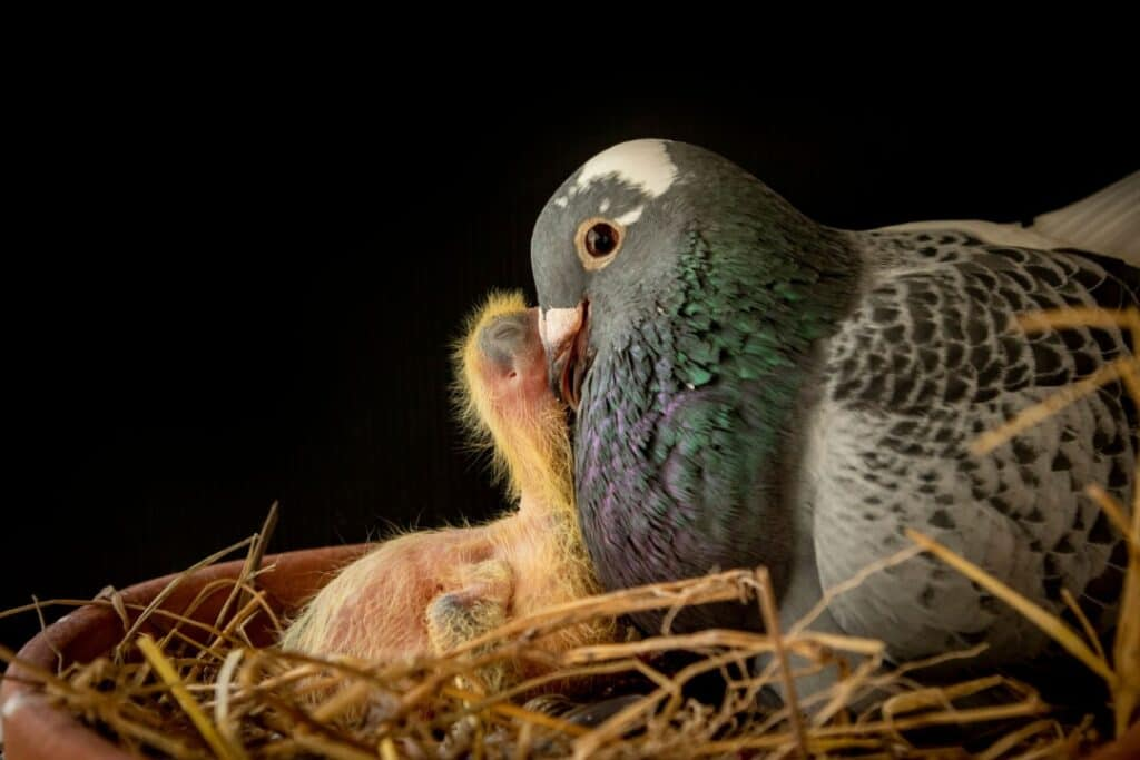 How long do pigeons live in 2024