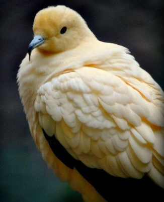 top 10 beautiful pigeons.