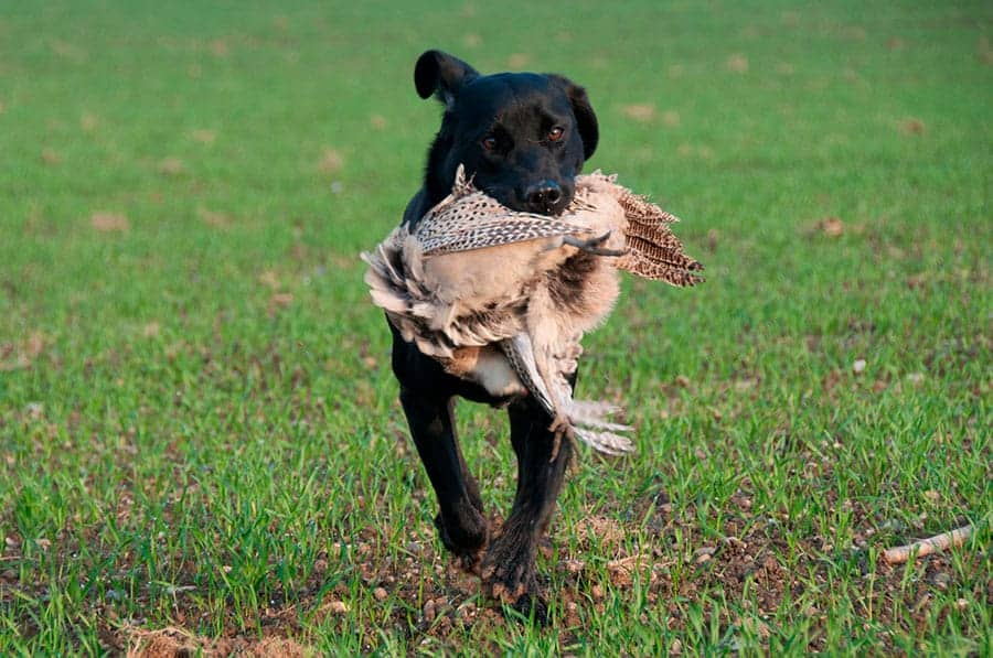 The best 50 hunting dog names