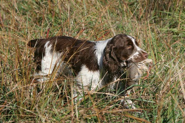 The best 50 hunting dog names