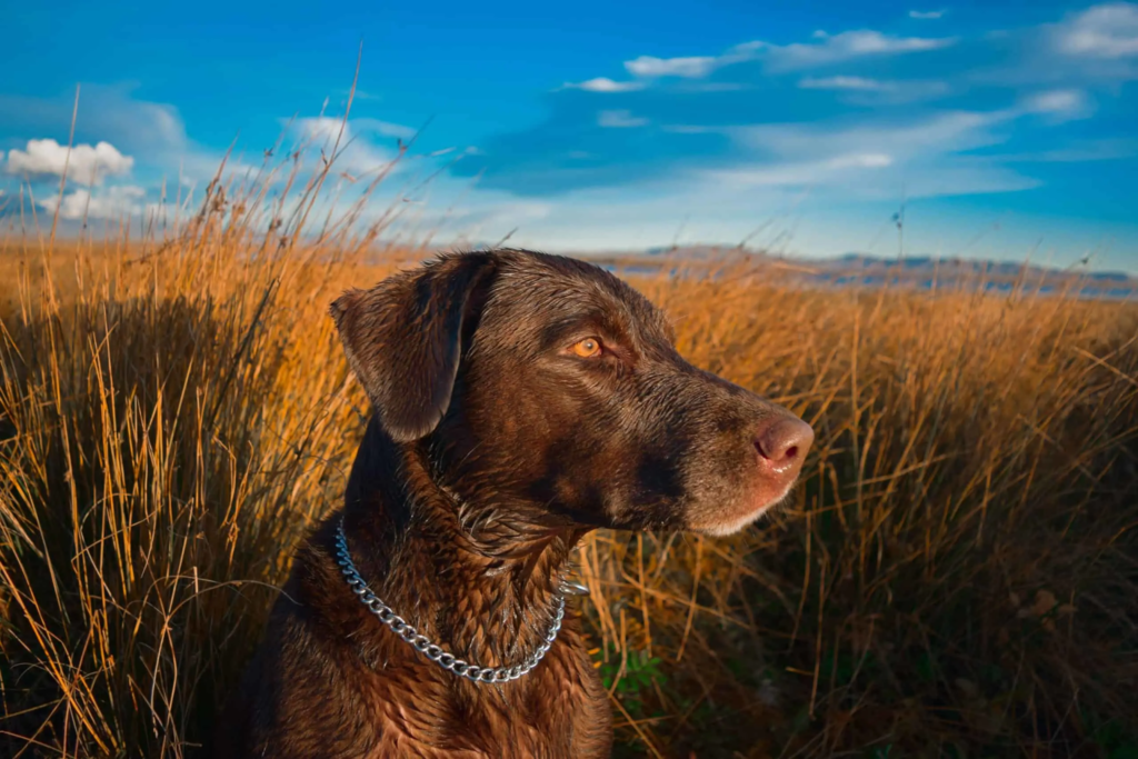 The best 50 hunting dog names