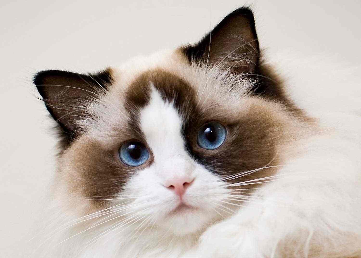 Best 5 House Cat Breeds