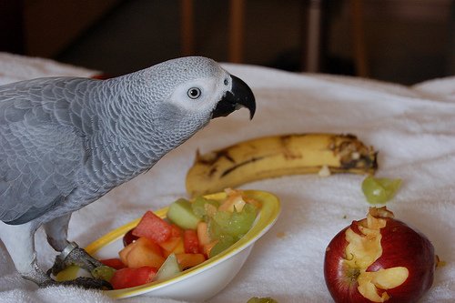 African gray parrot food guide