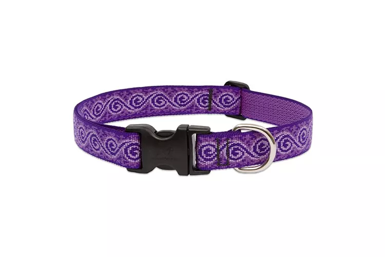 8 best custom dog collars 2024