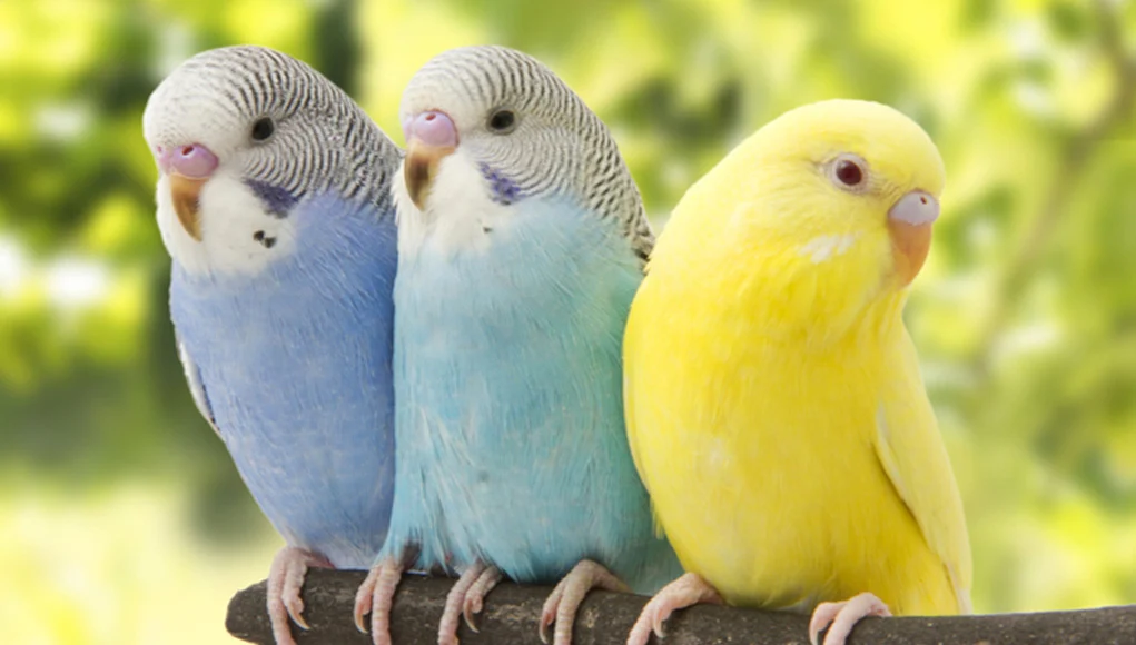 150 most popular pet bird names 2024