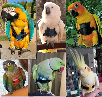 150 most popular pet bird names 2024